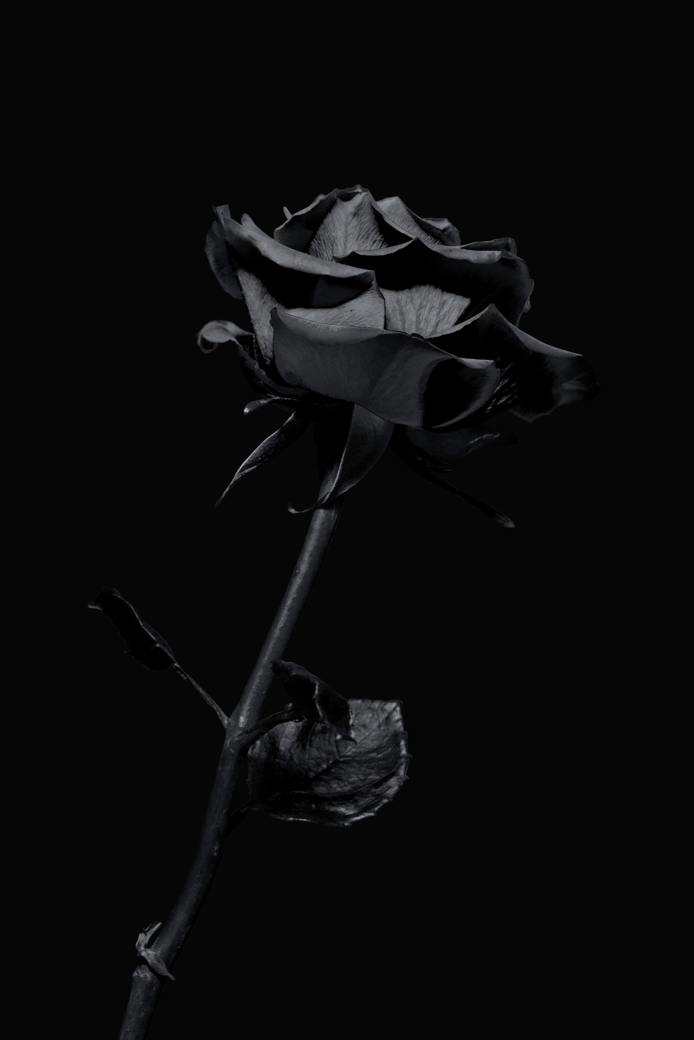 rosevibe-hero-rose