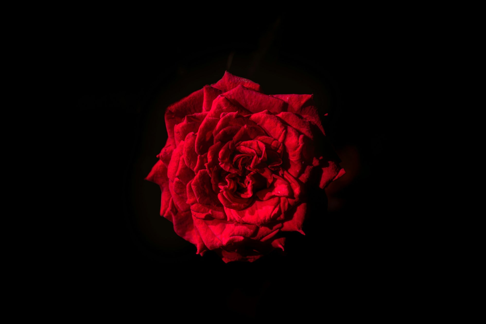 rosevibe-editorial-rose